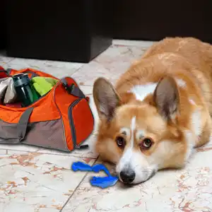 sports mouthguard destroyed